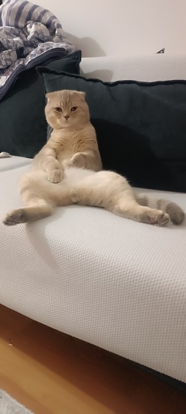 Scottish Fold, Kedi  Safir fotoğrafı