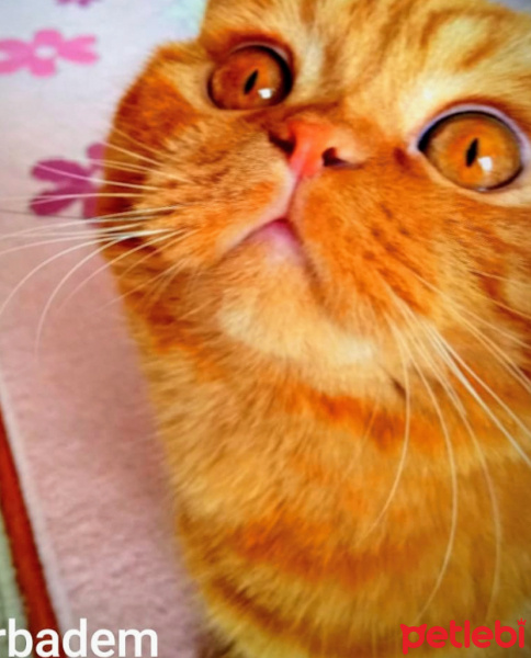 British Shorthair, Kedi  Badem fotoğrafı