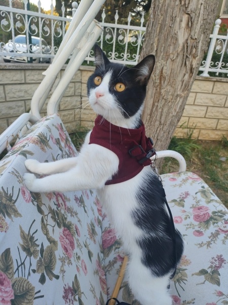 Tuxedo (Smokin) Kedi, Kedi  Ninja fotoğrafı