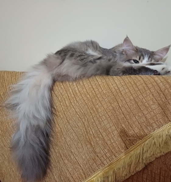 Tekir Kedi, Kedi  Kırpık fotoğrafı