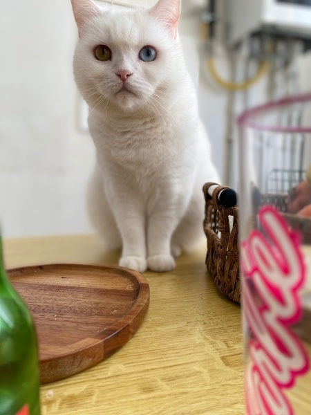British Shorthair, Kedi  Aden fotoğrafı