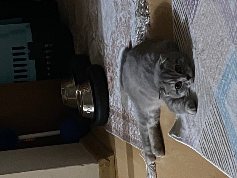 Scottish Fold, Kedi  ciro fotoğrafı