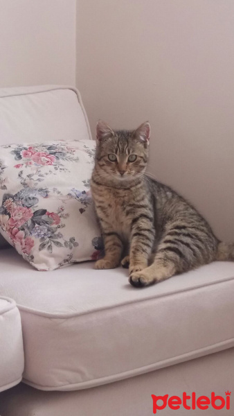 Tekir Kedi, Kedi  Prenses fotoğrafı