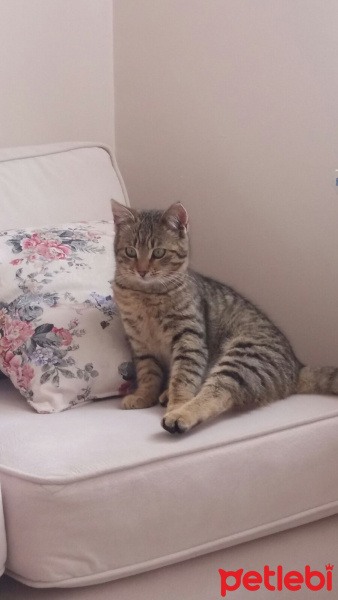Tekir Kedi, Kedi  Prenses fotoğrafı