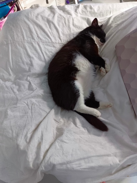 Tekir Kedi, Kedi  Cücüş fotoğrafı