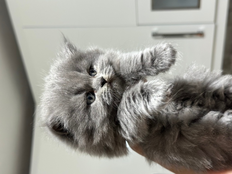 British Shorthair, Kedi  Pamuk fotoğrafı