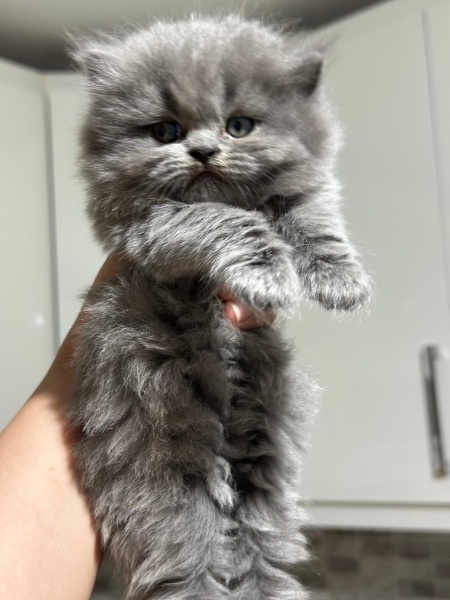 British Shorthair, Kedi  Pamuk fotoğrafı