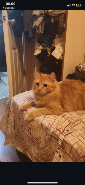 Sarman, Kedi  Tarçın fotoğrafı