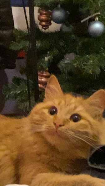 Sarman, Kedi  Tarçın fotoğrafı
