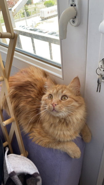 Sarman, Kedi  Tarçın fotoğrafı