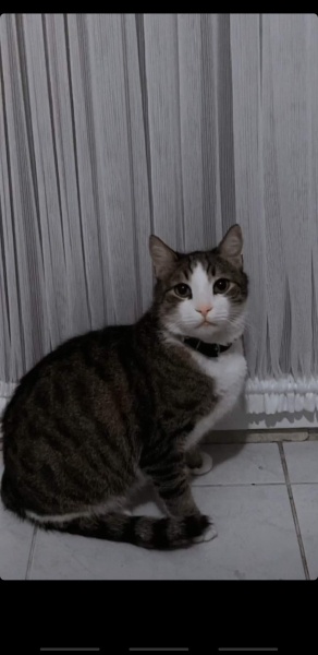 Tekir Kedi, Kedi  Paşa fotoğrafı