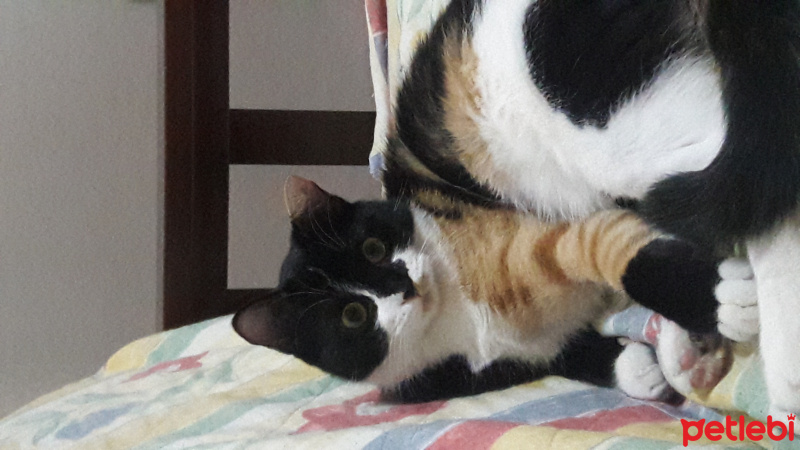 Tekir Kedi, Kedi  Pirnik fotoğrafı