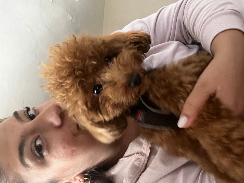 Poodle (Minyatür Kaniş), Köpek  Oscar fotoğrafı