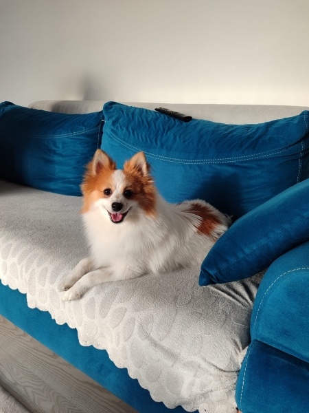 Pomeranyalı, Köpek  Badem fotoğrafı