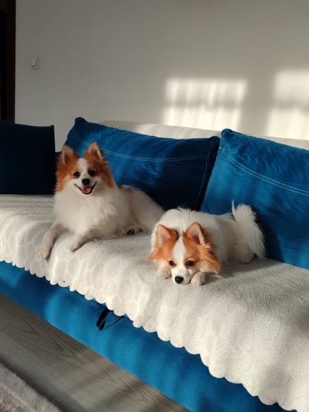 Pomeranyalı, Köpek  Badem fotoğrafı