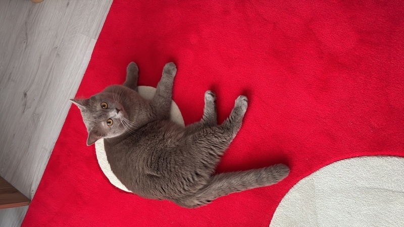 Brazilian Shorthair, Kedi  Carlos fotoğrafı