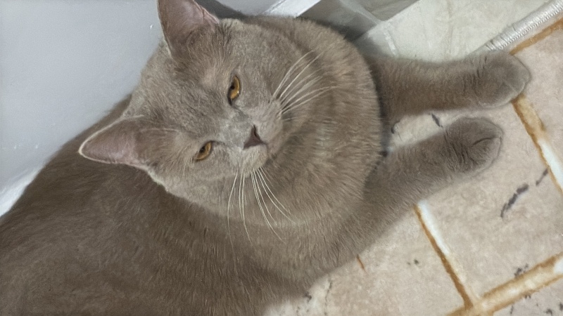 Brazilian Shorthair, Kedi  Carlos fotoğrafı