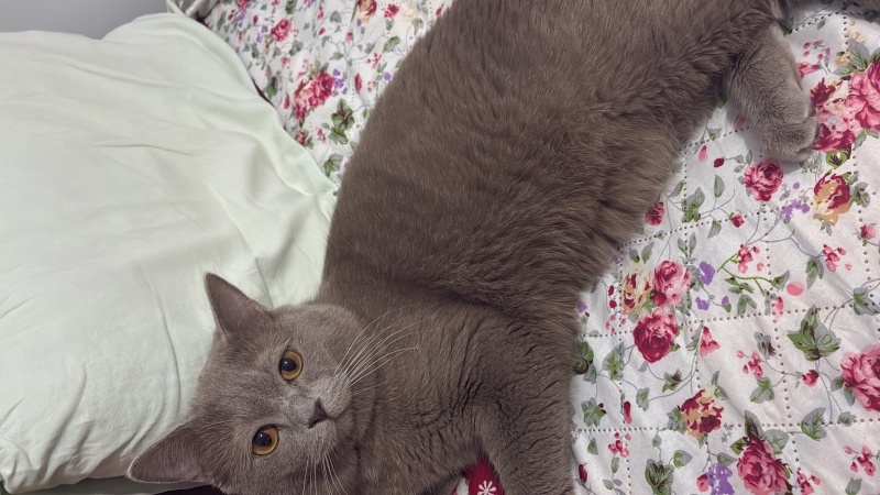 Brazilian Shorthair, Kedi  Carlos fotoğrafı