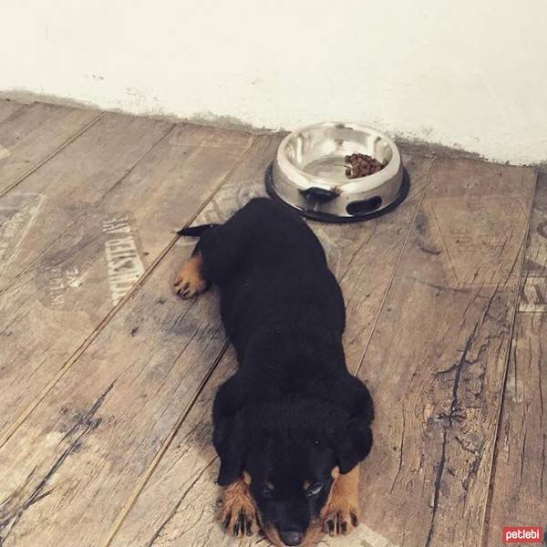 Rottweiler, Köpek  tyga fotoğrafı