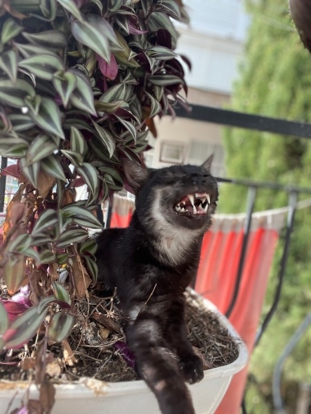 Tekir Kedi, Kedi  çiko fotoğrafı
