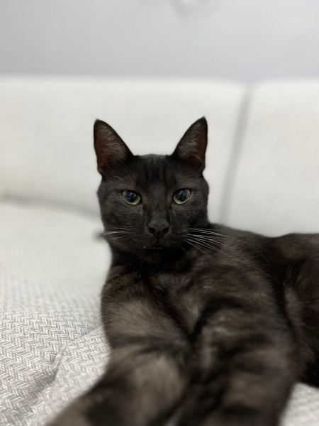Tekir Kedi, Kedi  çiko fotoğrafı