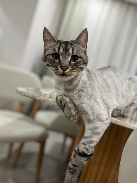 Tekir Kedi, Kedi  çiko fotoğrafı