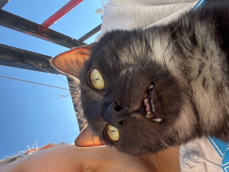 Tekir Kedi, Kedi  çiko fotoğrafı