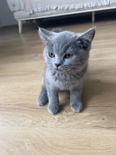 Brazilian Shorthair, Kedi  PAKİZE fotoğrafı