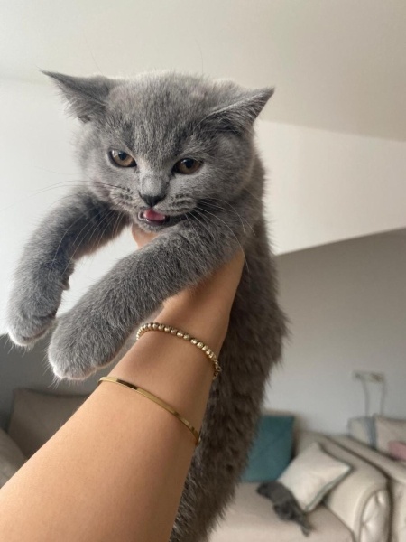 Brazilian Shorthair, Kedi  PAKİZE fotoğrafı