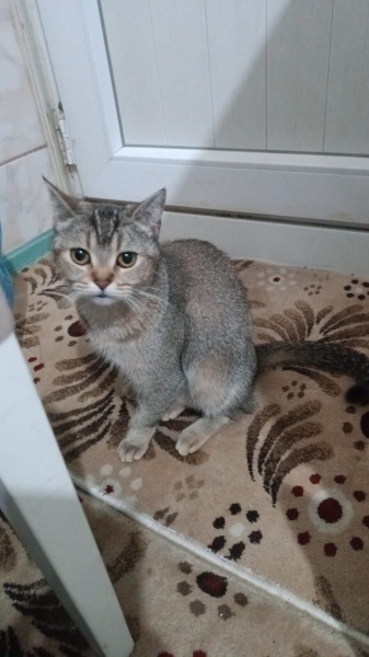 British Shorthair, Kedi  Miya fotoğrafı
