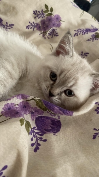 British Shorthair, Kedi  Paşa fotoğrafı