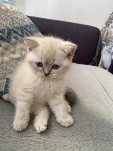 British Shorthair, Kedi  Paşa fotoğrafı