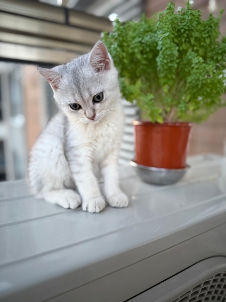 British Shorthair, Kedi  Lokum fotoğrafı
