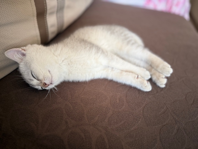 British Shorthair, Kedi  Lokum fotoğrafı