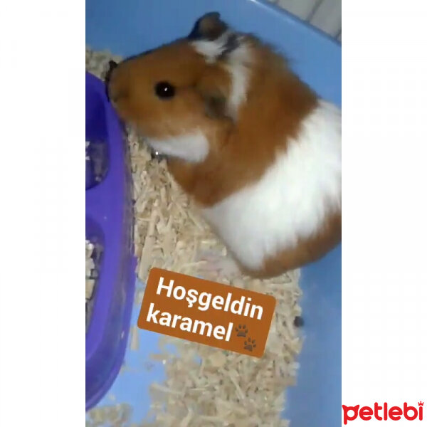 Guinea Pig, Kemirgen  Karamel fotoğrafı