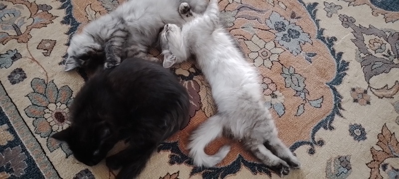 Tekir Kedi, Kedi  Tekir kedi Karamel , bitter , badem fotoğrafı