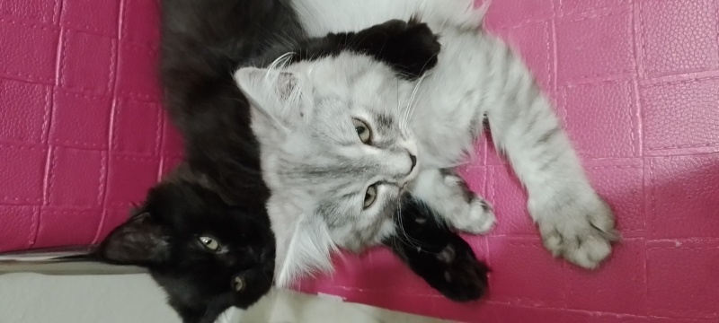 Tekir Kedi, Kedi  Tekir kediler fotoğrafı