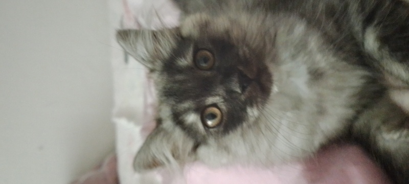 Tekir Kedi, Kedi  Tekir kediler fotoğrafı