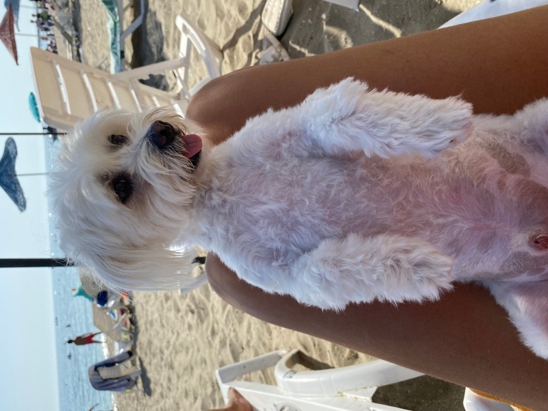 Maltese, Köpek  Çakıl fotoğrafı
