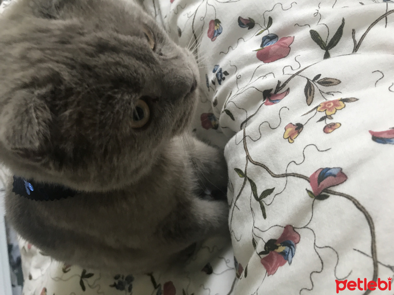 Scottish Fold, Kedi  Dante fotoğrafı