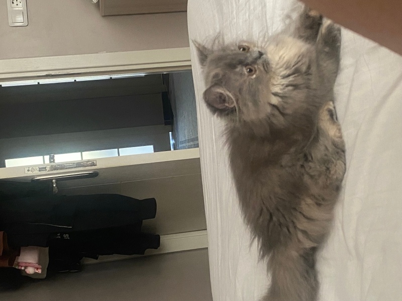 Chinchilla, Kedi  Chinchilla fotoğrafı