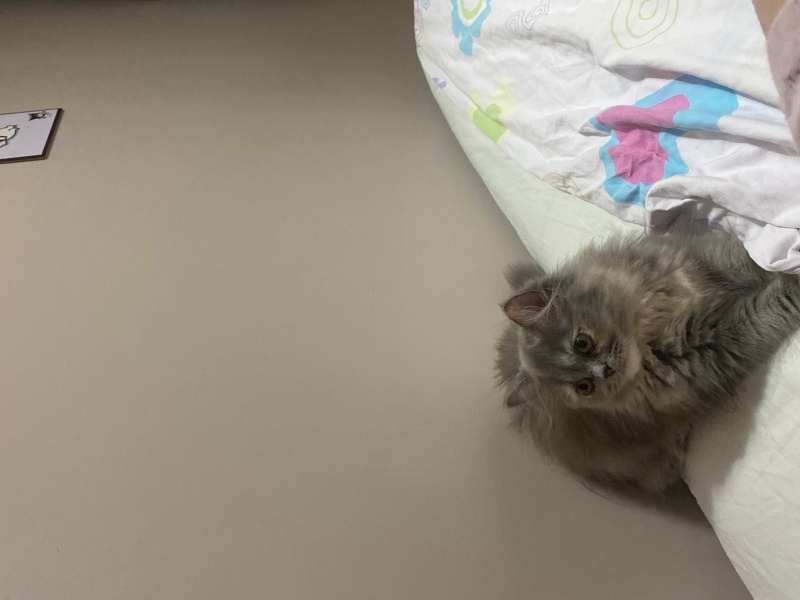 Chinchilla, Kedi  Chinchilla fotoğrafı