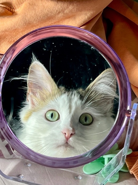 Tekir Kedi, Kedi  Pamuk fotoğrafı