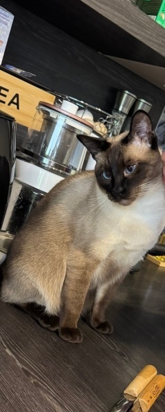 Siyam Kedisi, Kedi  Leo fotoğrafı