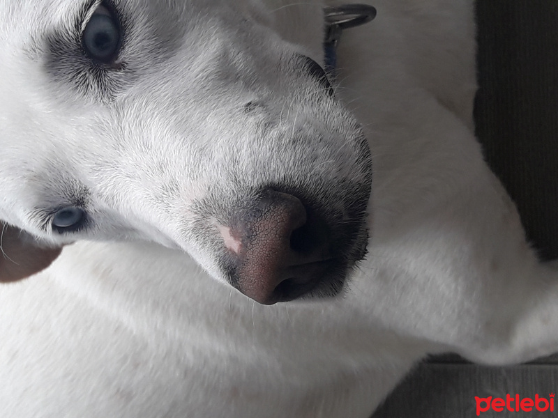 Sibirya Kurdu (Husky), Köpek  Milla fotoğrafı