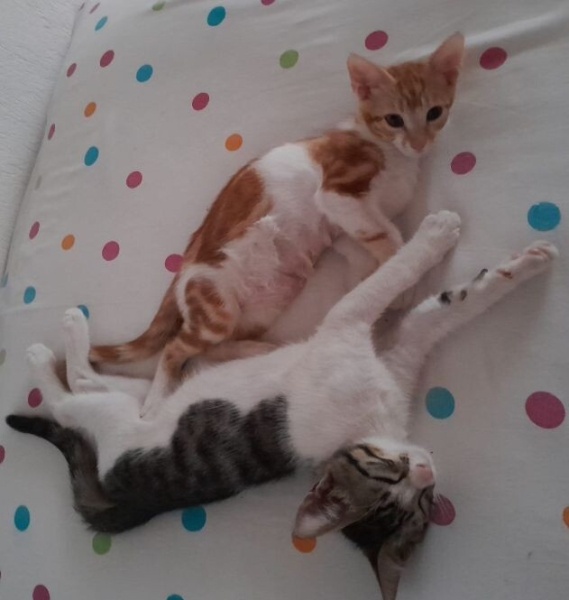 Tekir Kedi, Kedi  Tatlı kardeşler fotoğrafı