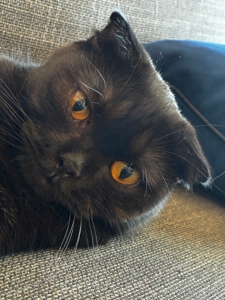 Scottish Fold, Kedi  pisi fotoğrafı