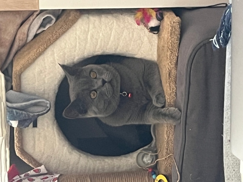 British Shorthair, Kedi  zesu fotoğrafı