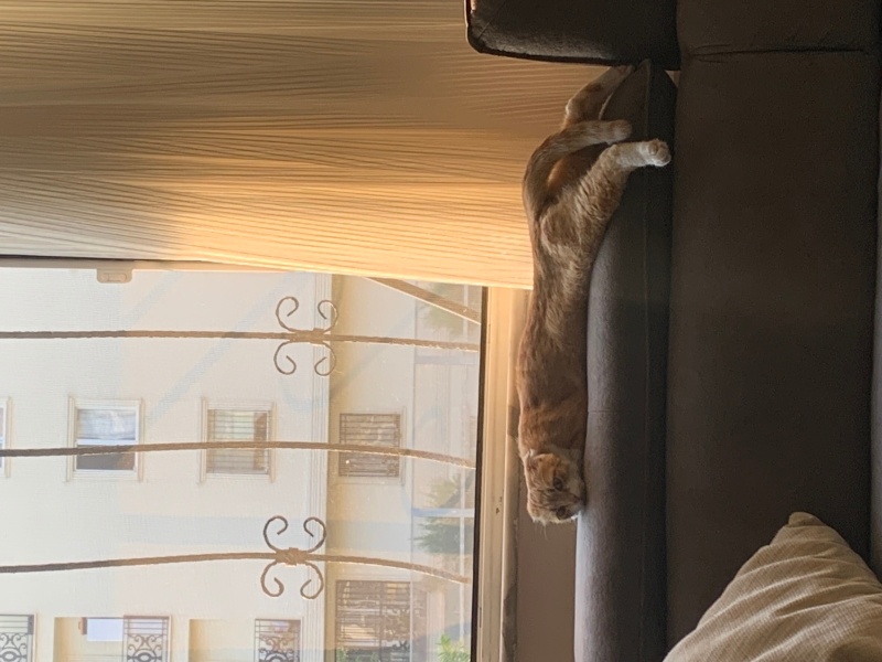 Scottish Fold, Kedi  Lokum fotoğrafı