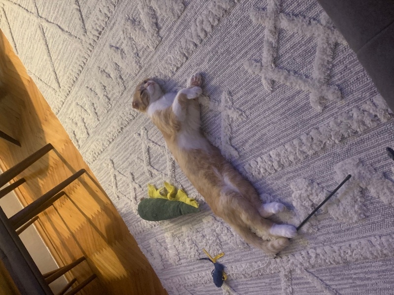 Scottish Fold, Kedi  Lokum fotoğrafı